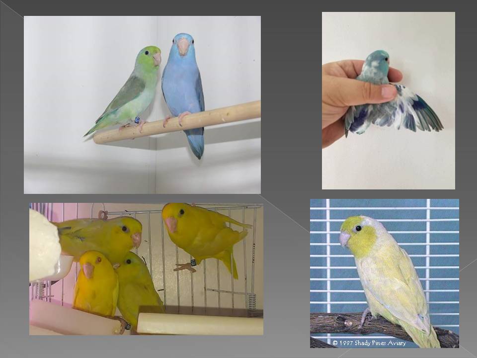 Smallest Parrot in Aviculture Slide